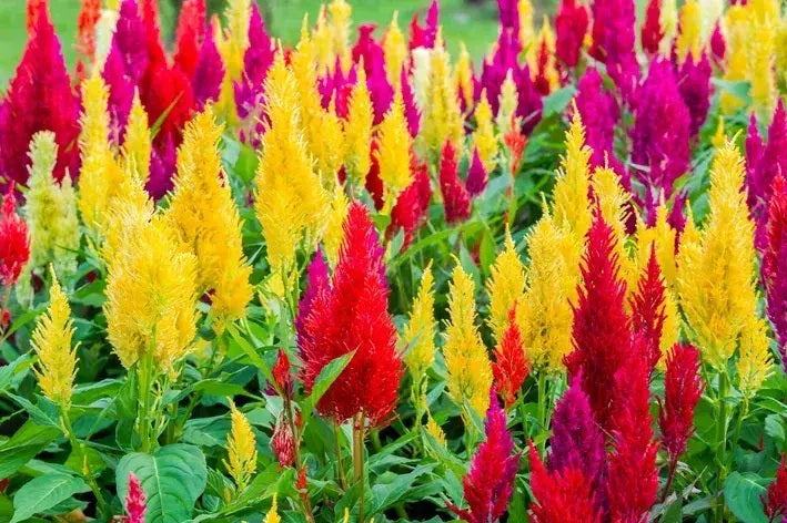 CELOSIA PLUMOSA