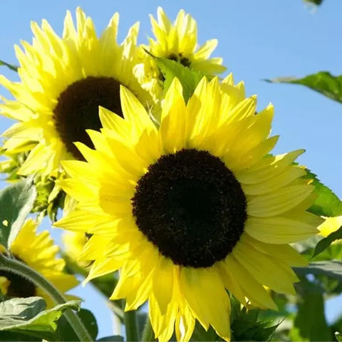 GIRASOL LEMON QUEEN GIGANTE