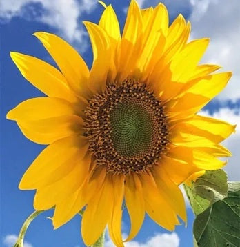 GIRASOL MARAVILLA