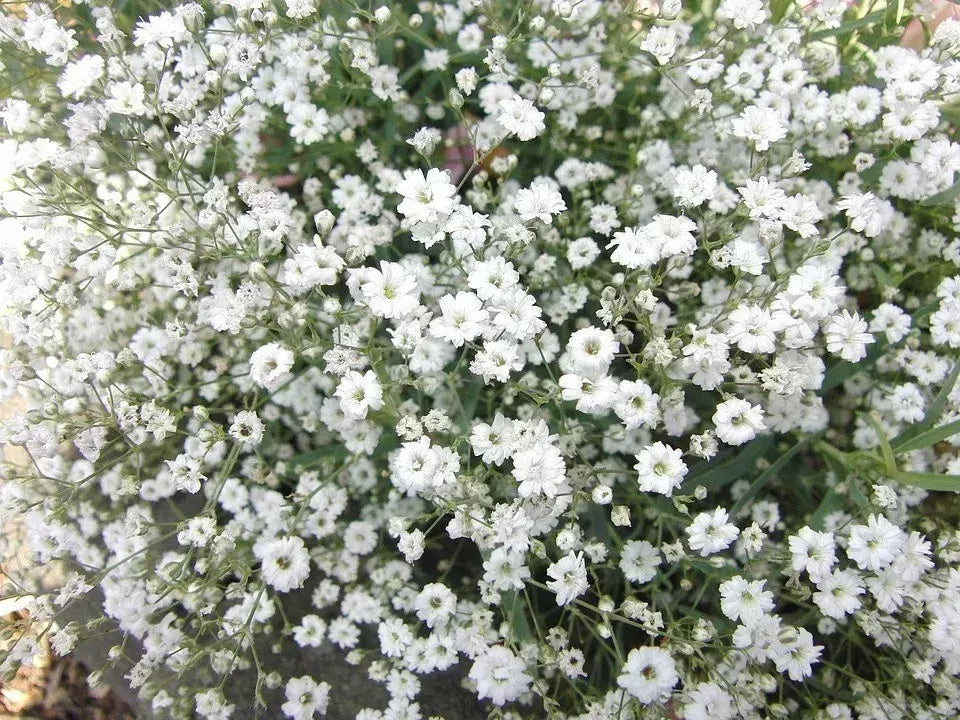 ILUSION DE LOS FLORISTAS