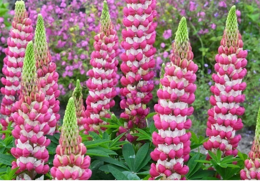LUPINUS