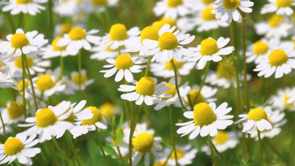 SEMILLA FLOR MANZANILLA