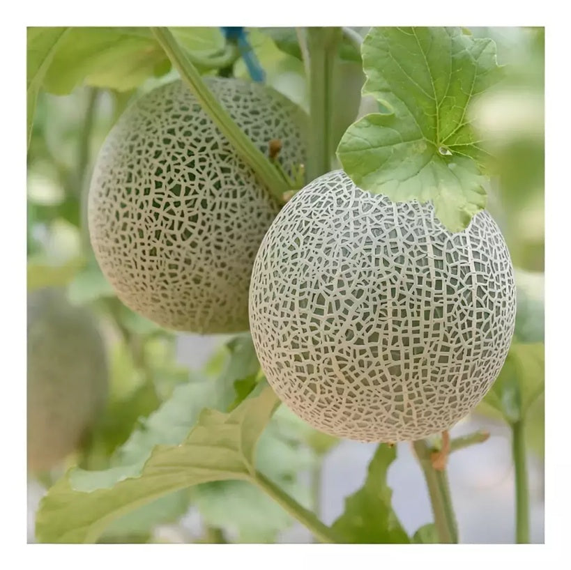MELON CALAMEÑO