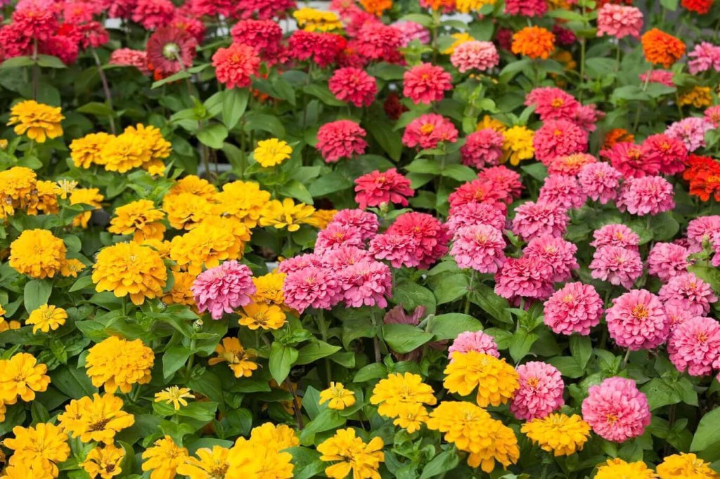 ZINNIA POMPOM GIGANTE