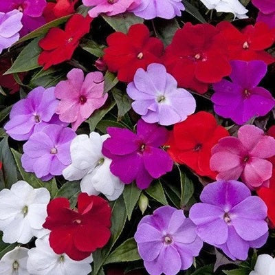 SEMILLA FLOR ALEGRIA DEL HOGAR