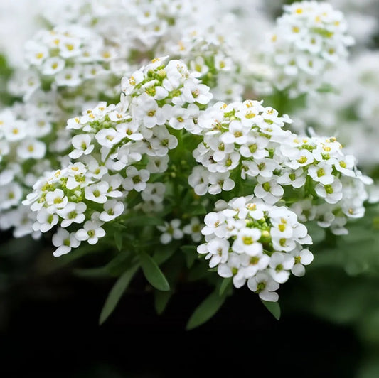 SEMILLA FLOR ALISUM