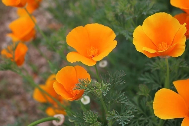 AMAPOLA
