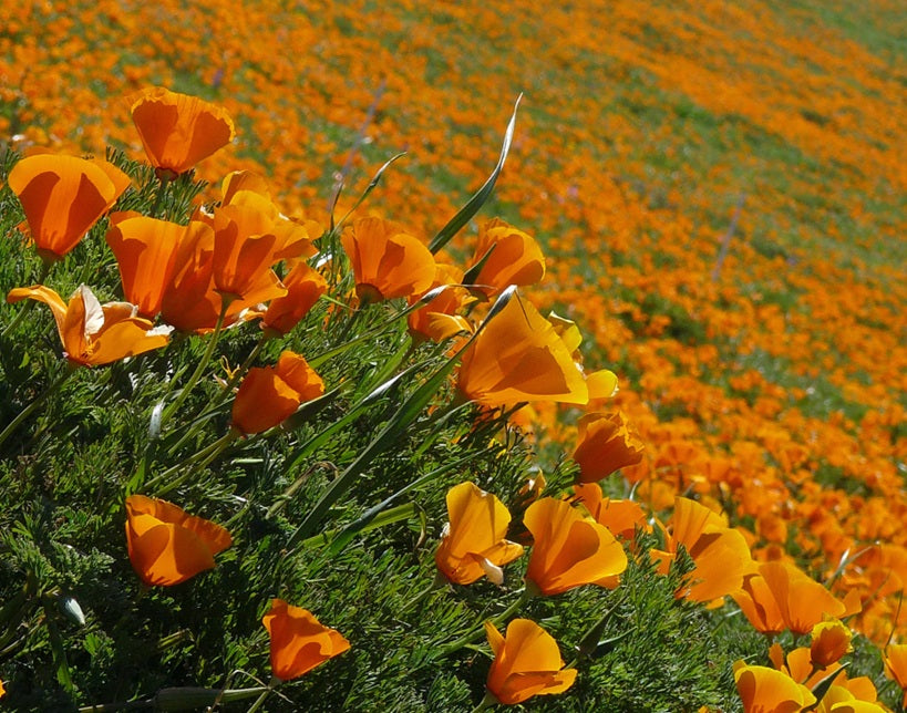 AMAPOLA