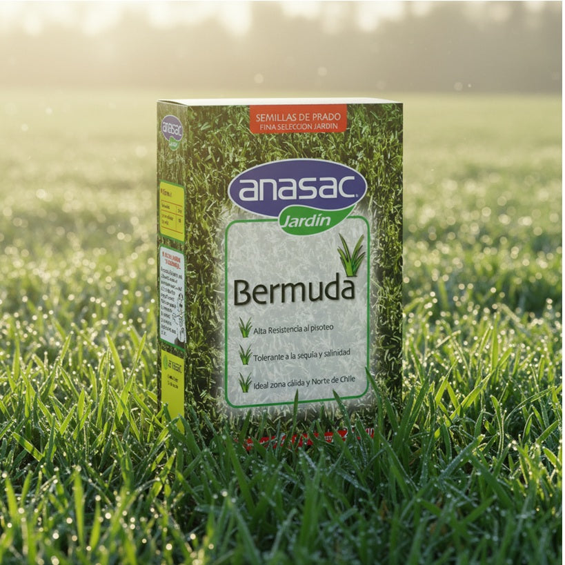 SEMILLA DE PASTO BERMUDA 250 GR