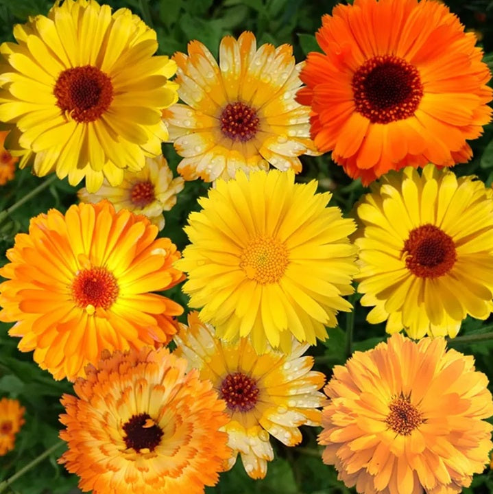 SEMILLA FLOR DE CALENDULA