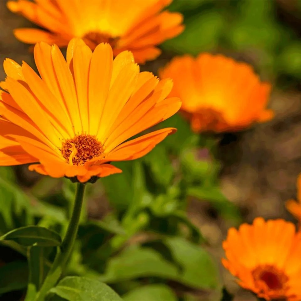 SEMILLA FLOR DE CALENDULA