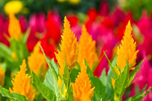 CELOSIA PLUMOSA