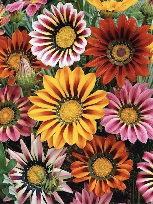 GAZANIA