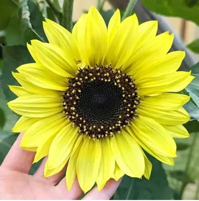 GIRASOL LEMON QUEEN GIGANTE