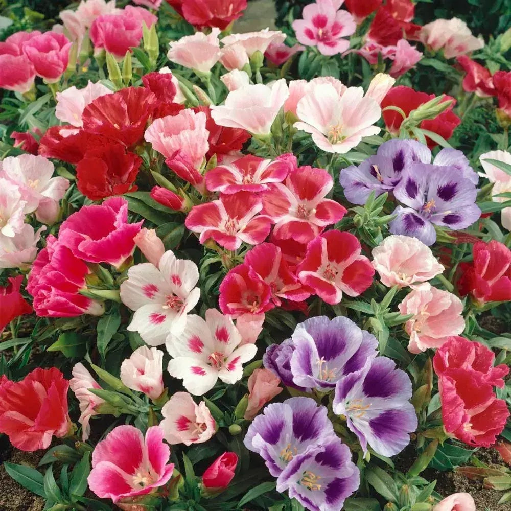 GODETIA DOBLE