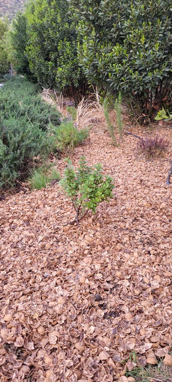 MULCH CASCARA DE NUEZ 20 KG