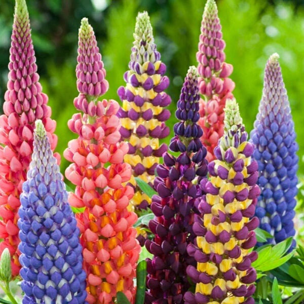 LUPINUS