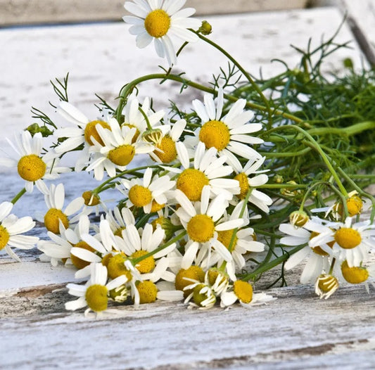 SEMILLA FLOR MANZANILLA