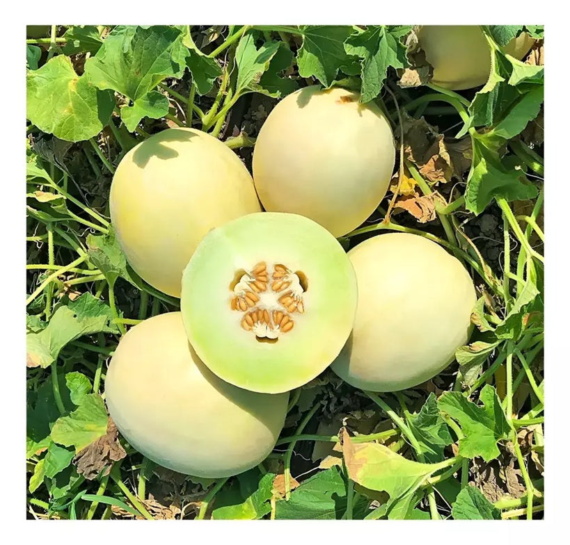 MELON TUNA