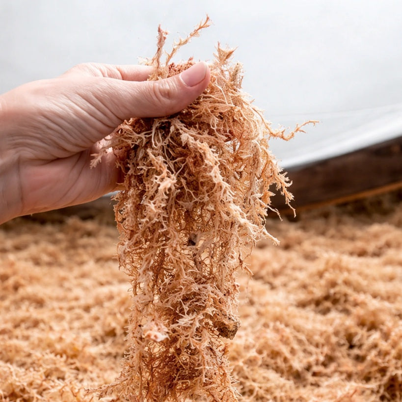 MUSGO SPHAGNUM 12 LT COMPACTADO