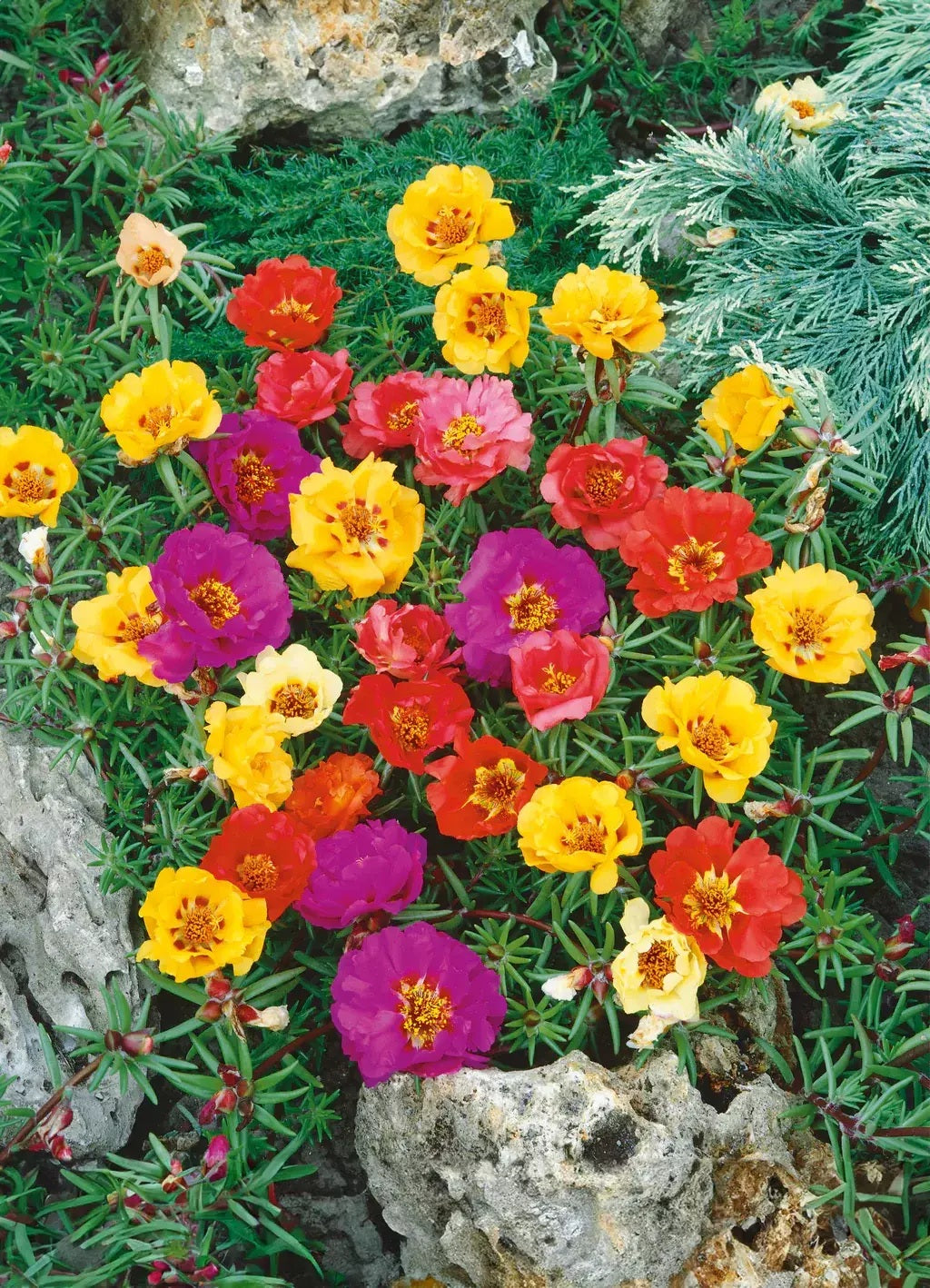 PORTULACA COLORES