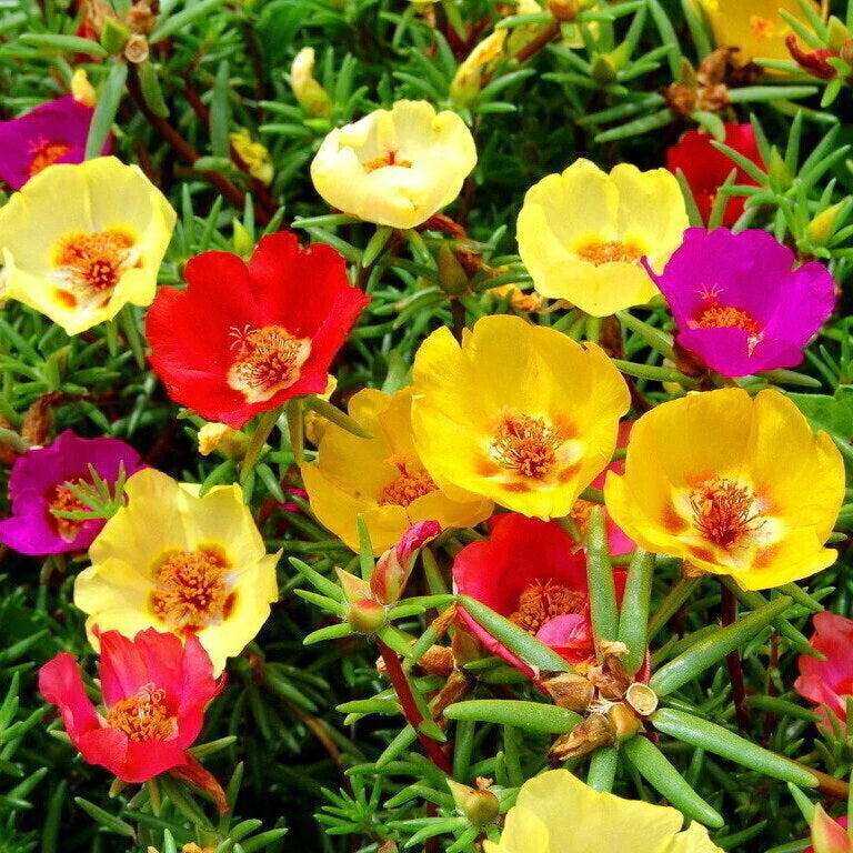 PORTULACA COLORES