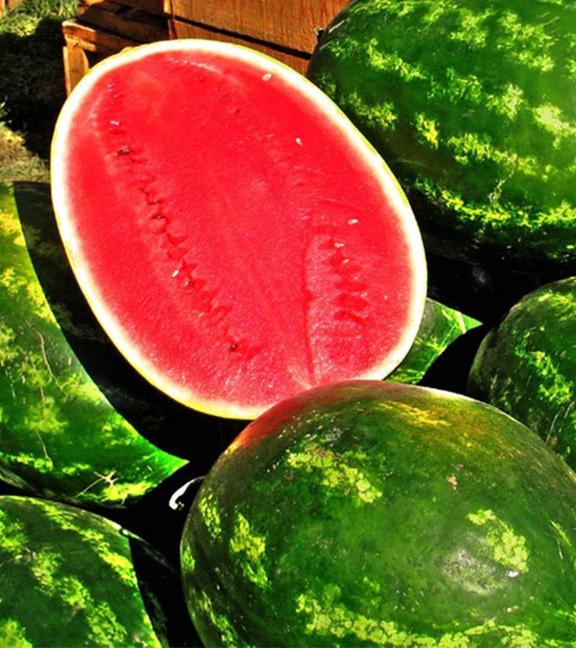 SANDIA ANTONIA PAINE