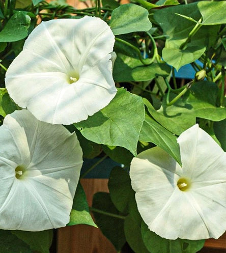 FLORES SUSPIRO