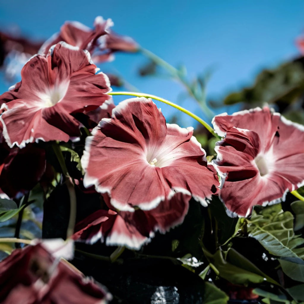 FLORES SUSPIRO