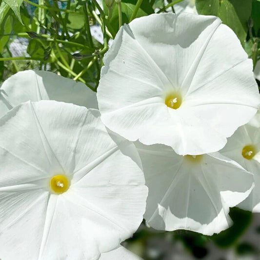 FLORES SUSPIRO