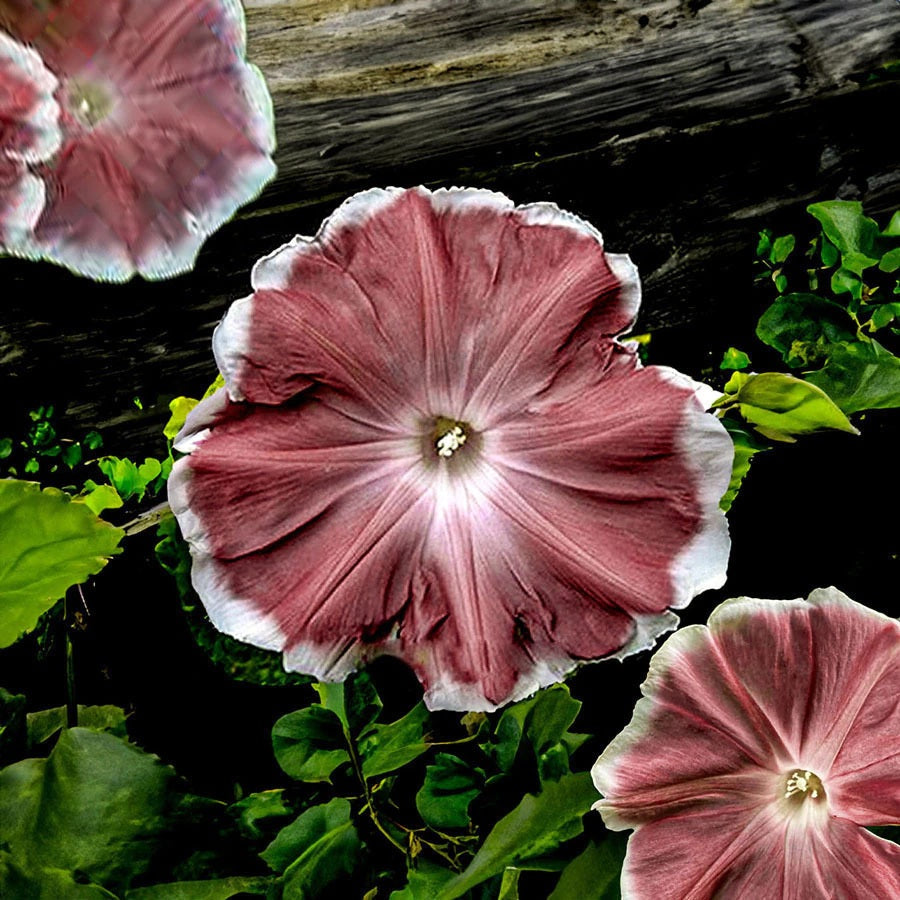 FLORES SUSPIRO