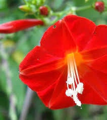 FLORES SUSPIRO