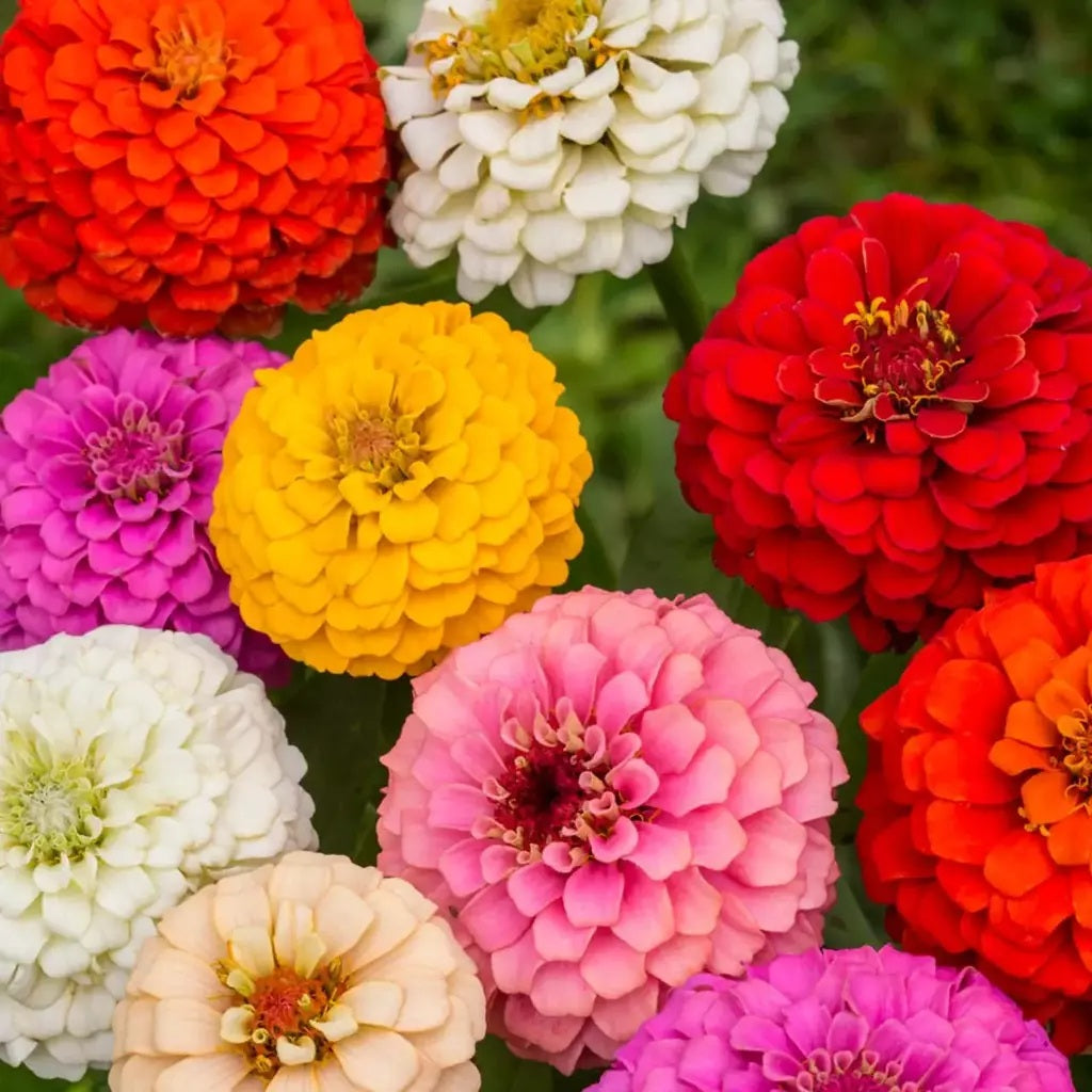 ZINNIA POMPOM GIGANTE