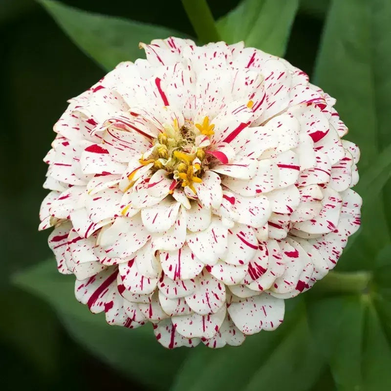 ZINNIA PEPPERMINT GIGANTE