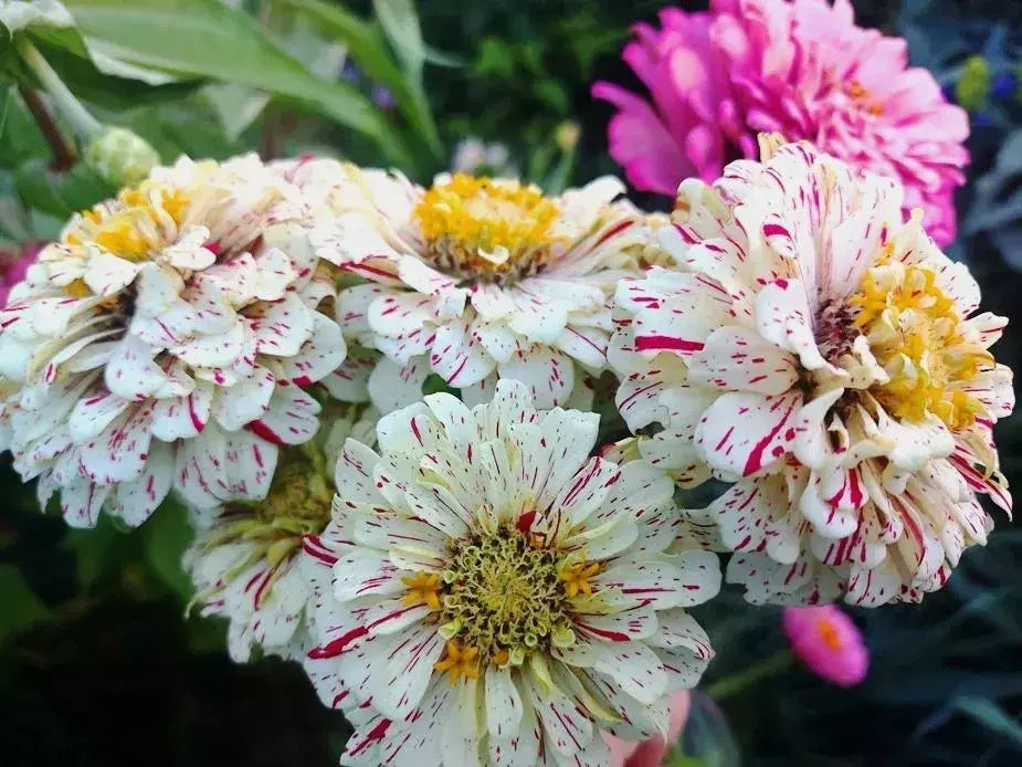 ZINNIA PEPPERMINT GIGANTE